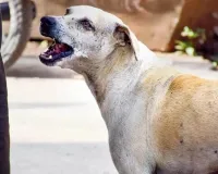 चित्रकूट के स्कूल में मिड-डे मील के दौरान पागल कुत्ते का हमला, दो मासूम गंभीर घायल; जिला अस्पताल रेफर