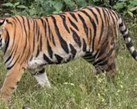 बहराइच में दहशत का पर्याय बना बाघ पिंजरे में कैद, वन विभाग की टीम ने किया सफल रेस्क्यू 