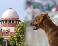 अदालत के आदेश का कोई सम्मान नहीं,  उन्हें आना ही होगा... आवारा कुत्तों के मामले में जानिए किस पर भड़का सुप्रीम कोर्ट?