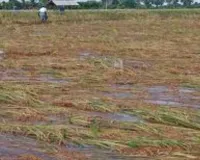 बारिश से धान को नुकसान की आशंका:  किसानों को सलाह...खेतों से निकालें पानी, न करें धान की कटाई