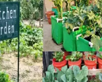यूपी के स्कूलों में अब न्यूट्रीशन गार्डन..किचन गार्डन का सपना टला, बेसिक शिक्षा ने दिए निर्देश, 11.57 लाख का बजट स्वीकृत