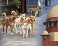 Stray Dogs :  आवारा कुत्तों के मामले में SC ने ठुकराई राज्यों की मांग, मुख्य सचिवों को प्रत्यक्ष तौर पर होना होगा पेश 