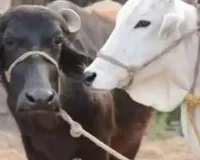 खुरपका-मुंहपका और लंपी वायरस का कहर का बाराबंकी में कहर : टीकाकरण न होने से सैकड़ों मवेशी बीमार, कई की मौत