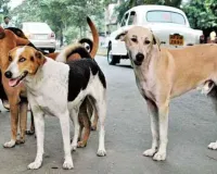 UP: आवारा कुत्तों ने 5 साल की बच्ची पर हमला बोलकर किया घायल