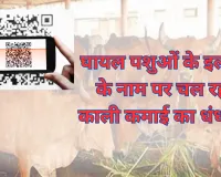 घायल पशुओं के इलाज के नाम पर चल रहा काली कमाई का धंधा... व्हाट्सएप ग्रुप से फैला देश भर में नेटवर्क, पूरा खेल क्यूआर कोड और वॉयस मैसेज का