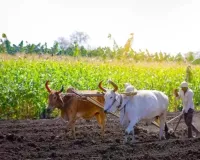 Paddy procurement year 2025-26: धान किसानों को 1868.35 करोड़ और बाजरा के लिए 263.03 करोड़ रुपये का भुगतान