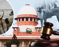 शहर में कई स्थानों पर अस्थायी शेल्टर होम बनाएगा नगर निगम, सुप्रीम कोर्ट के आदेश के बाद एक्शन में Municipal council