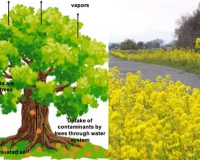 नैनो तकनीक से तैयार पौधे खत्म करेंगे प्रदूषण... लखनऊ विश्वविद्यालय और उत्तराखंड, हिमाचल, पंजाब विश्वविद्यालय का संयुक्त शोध