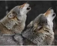 बहराइच में भेड़ियों ने पांच साल के मासूम को बनाया शिकार, 3 महीने में 9 मौत… गांवों में दहशत में रह रहे लोग