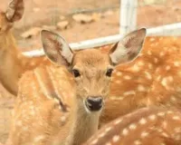 बाउंड्रीवाल के इर्द-गिर्द कोई भी गतिविधि हुई तो होगी कार्रवाई... न मानें तो वन्य जीव अधिनियम के तहत दर्ज होगा मुकदमा