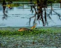 Lucknow News: पक्षियों के स्वागत को वेटलैंड संवारेगा गोमती टास्क फोर्स, LDA ने किया करार, शुरू हुआ काम