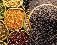 Ayodhya News: प्रदेश को दलहन, तिलहन में आत्मनिर्भर बनाने का आह्वान, कृषि विश्वविद्यालय में हुई अयोध्या और देवीपाटन मंडल की संयुक्त रबी उत्पादकता गोष्ठी