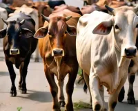 कृत्रिम गर्भाधान में खेल, फंसे चार हजार पशुमैत्री... 200 रुपये तक सीमन खरीदकर 1000 तक में करते कृत्रिम गर्भाधान