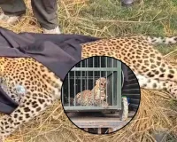 शिकारियों की करतूत ! फंदे में फंसे मिले तेंदुए को वन विभाग ने ट्रैंक्यूलाइज कर शुरू की जांच 