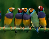  कॉर्बेट नेशनल पार्क में दिखी Hawfinch Bird...  यूरोप-एशिया और अफ्रीका की है दुर्लभ प्रजाति, पर्यटक बेहद उत्साहित