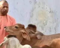 मंत्री धर्मपाल सिंह के निर्देश , पर्यटन स्थल के रूप में विकसित हों बड़े गो आश्रय स्थल, PPP मॉडल प्रोजेक्ट के तहत किया जाएगा विकास