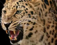 बहराइच में तेंदुए का आतंक, व्यक्ति पर किया हमला...ग्रामीणों ने लाठी डंडों से भगाया 