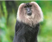    जंगल की दुनिया :  लायन-टेल्ड मैकाक