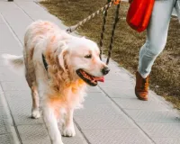 लखनऊ में बिना लाइसेंस श्वान टहलाते 4 लोगों पर लगा जुर्माना , वसूले 20 हजार ....1 लेबराडोर पकड़ा