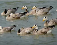 हजारों मील का लंबा सफर तय कर पहुंचे रंग-बिरंगे सर्दियों के मेहमान