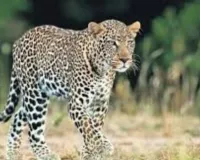 उत्तराखंड के बड़कोट में वन विभाग की लापरवाही पर फूटा लोगों का गुस्सा.... तेंदुए के घूमने से मचा हड़कंप 