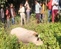   कुत्ते के काटने से पागल हुआ सांड : 12 को उठा-उठा कर पटका,दो की मौत,10 लहुलुहान