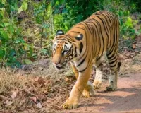 उत्तराखंड : पौड़ी गढ़वाल में आदमखोर बाघ पिंजरे में कैद, ग्रामीणों ने ली राहत की सांस