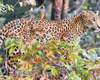 रामपुर : गन्ने के खेत में बच्चा न देखकर दहाड़ी मादा तेंदुआ