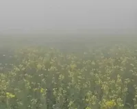 Bareilly : अधिक कोहरे से दलहनी-तिलहनी फसलों पर मंडराया खतरा