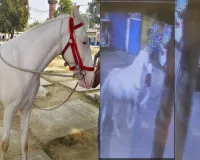 लखनऊ : खुदाबख्श कर्बला से ईरानी घोड़ा चोरी, कैमरे में दिखा चोर