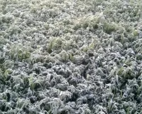 बरेली : कोहरे और पाले से मंडरा रहा फसल बर्बादी का खतरा