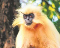 जंगल की दुनिया  गोल्डन लंगूर: असम–भूटान की सीमा का सुनहरा रत्न