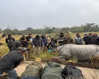 लखीमपुर खीरी : दुधवा टाइगर रिजर्व में दीपिका व नकुल गैंडे के हटाए जीपीएस कॉलर