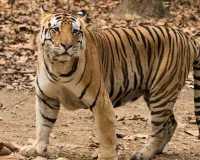 मुरादाबाद : अमानगढ़ टाइगर रिजर्व में बाघ-गुलदार के राज खोलेंगे शोधकर्ता