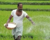 किसानों को नहीं होगी खाद की दिक्कत:  फसलों में टॉप ड्रेसिंग से बढ़ी यूरिया की मांग, गेहूं और सरसों में छिड़काव