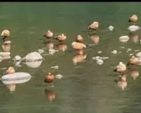 प्रवासी पक्षियों से गुलजार हुआ रामनगर, जलाशयों में सुर्खाब पक्षियों को देखने पहुंच रहे पर्यटक  