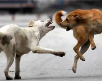 Bareilly: 500 आवारा कुत्तों को पकड़ने की मिली मंजूरी, तीन में से एक एजेंसी का चयन