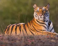 Moradabad: अमानगढ़ टाइगर रिजर्व में बाघ गणना का पहला चरण पूरा...सर्वे में लिए ये सैंपल 