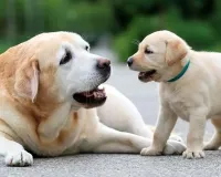 Bareilly: घर-घर पल रहे कुत्ते, मगर पंजीकरण सिर्फ 95 का, नगर निगम कराएगा सत्यापन 