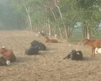 Moradabad: गोवंश बढ़ा रहे मुसीबत, नहीं ली जा रही सुध...सांड़ के हमले में हुई थी पशु चिकित्सक की मौत