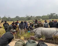 UP: दीपिका व नकुल गैंडे के हटाए जीपीएस कॉलर...एक मादा का आज हटेगा 