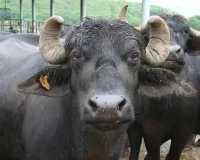 Bareilly: भारतीय भैंस की प्रजाति ''ब्लैक गोल्ड'' के संरक्षण पर जोर