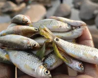 Bareilly: तो डिस्टलरी के जहरीले पानी से हुई मछलियां की मौत...अग्रिम कार्रवाई को टीम गठित