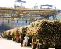 Bareilly: 89 सौ क्विंटल चीनी बेचकर किसानों काे 70.34 करोड़ भुगतान करने की तैयारी