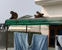 Bareilly :शहर की इस कॉलोनी पर बंदरों ने किया कब्जा, शिकायत के बाद नहीं पहुंचा नगर निगम