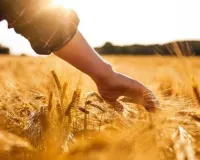 UP News: यूपी में भंडारण क्षमता और खरीद केंद्रों की संख्या बढ़ी, बिचौलिए खत्म