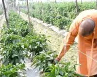 नवाचार से उन्नत खेती की राह आसान... फसल पुनर्चक्रण, टिश्यू कल्चर और आधुनिक तकनीक से बदल रही खेती की तस्वीर