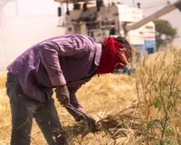 2025 में रिकॉर्ड तोड़ खाद्यान्न उत्पादन: अमेरिकी टैरिफ की मार के बावजूद चमका कृषि सेक्टर, 2026 में बीज-कीटनाशक बिल का इंतजार!