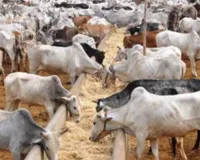 प्रदेश में खुलेंगे 35 गो संरक्षण केंद्र, 56 करोड़ का बजट जारी