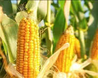 कानपुर में राज्य स्तरीय मक्का कार्यशाला आज, सूर्यप्रताप शाही करेंगे उद्घाटन